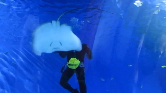 Танцы со скатом. Океанариум. Остров Русский. Владивосток смотреть онлайн