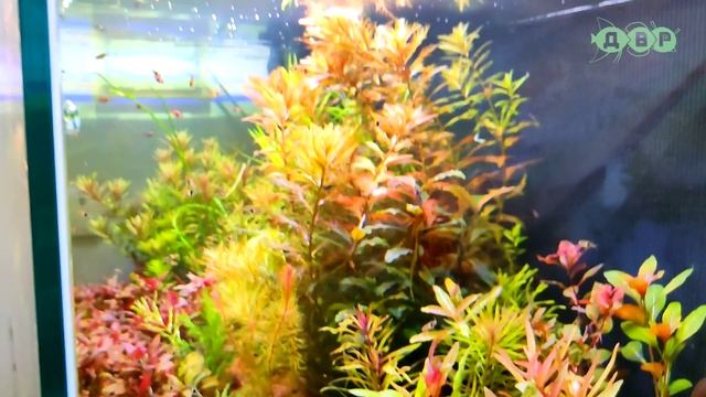 Аквариум травник Ильи! 1 часть. смотреть онлайн