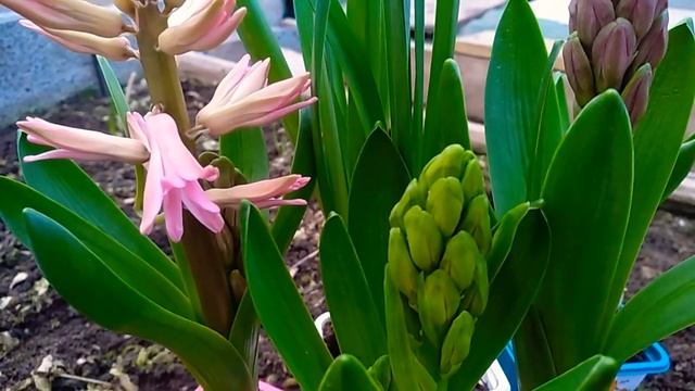Webodors. Нарциссы+Гиацинты. Hyacinthus orientalis. смотреть онлайн
