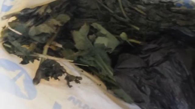 В Серове правоохранители задержали двух любителей запрещенных растений смотреть онлайн