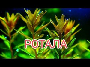 РОТАЛА В АКВАРИУМЕ. СОДЕРЖАНИЕ И УХОД