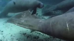 Мегалодон и Большая белая акула, доисторические родственники