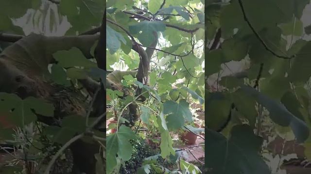 Инжир- это фикус смотреть онлайн