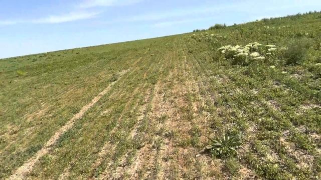 СТАН ЕСПАРЦЕТУ ПІСЛЯ ВНЕСЕННЯ ГЕРБІЦИДУ БАЗАГРАН. смотреть онлайн