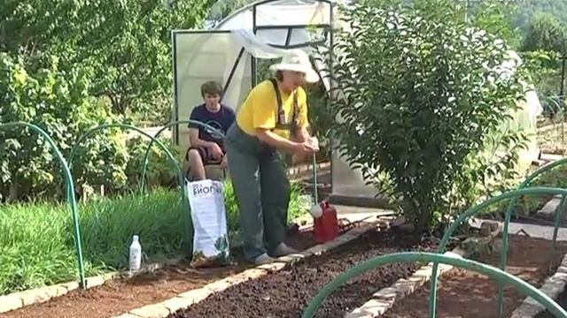 Дачные советы 13.08.2015 смотреть онлайн