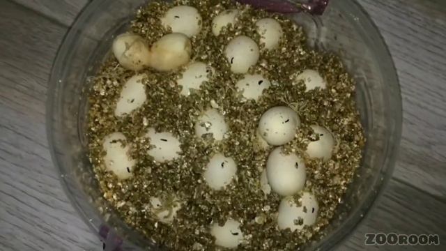 Ще одна самка маїсового полоза зробила кладку яєць