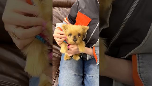 Мягкая игрушка.Реалистичный щенок йоркширского терьера.