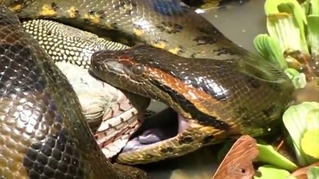 anaconda eating a big animal anaconda vrs animal смотреть онлайн