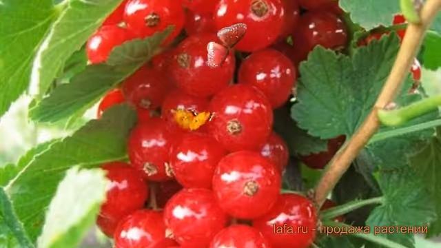 Смородина красная Дана (ribes rubrum) ? смородина Дана обзор: как сажать саженцы смородины Дана смотреть онлайн