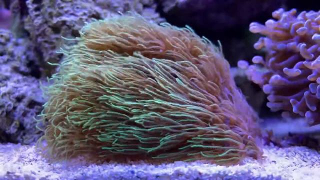 GSP - Green Star Polyps *BEAUTIFUL* смотреть онлайн