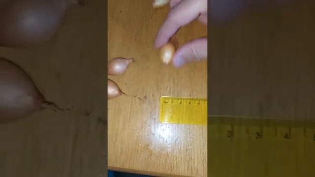 Как выбрать лук-севок смотреть онлайн