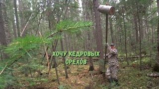 ЗА КЕДРОВЫМИ ОРЕХАМИ смотреть онлайн