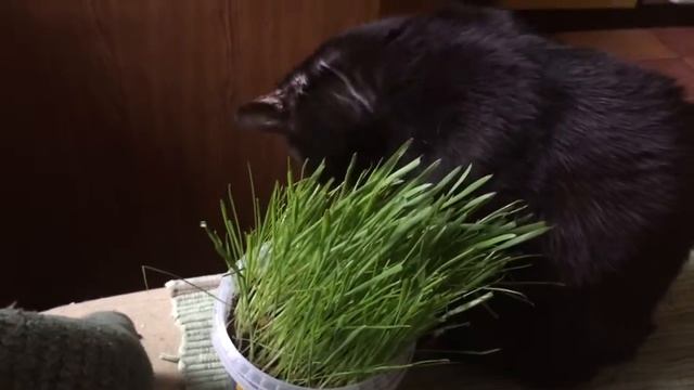 Кошачья травка смотреть онлайн