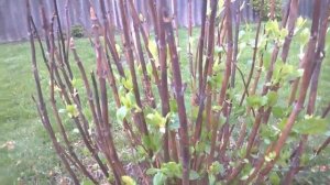 КАК ПЕРЕЗИМОВАЛА ГОРТЕНЗИЯ КРУПНОЛИСТНАЯ? - СНИМАЕМ УКРЫТИЕ