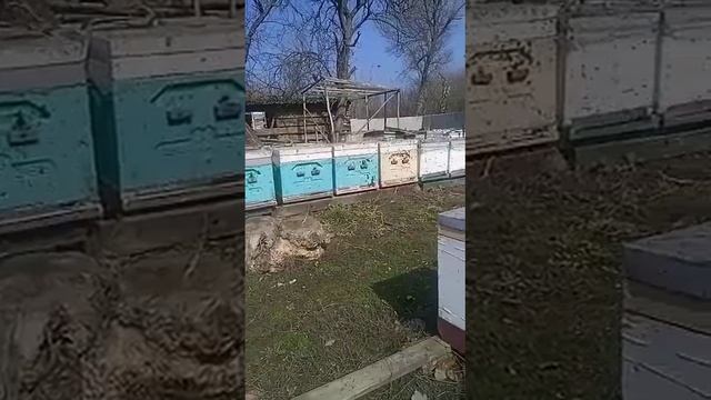 Пчёлы прилетели на ЮГ смотреть онлайн