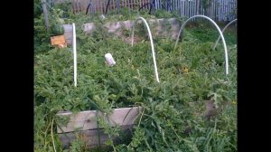 АРБУЗЫ в ОТКРЫТОМ ГРУНТЕ на Севере Ленинградской области