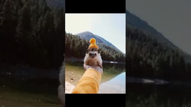 Милые • Прикольные • Красивые КАРТИНКИ! ?⛄❄ смотреть онлайн