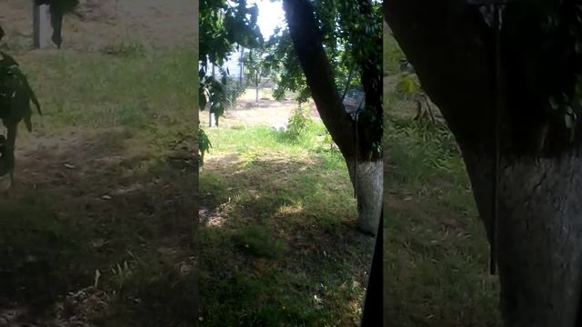 Кот испугался чего-то