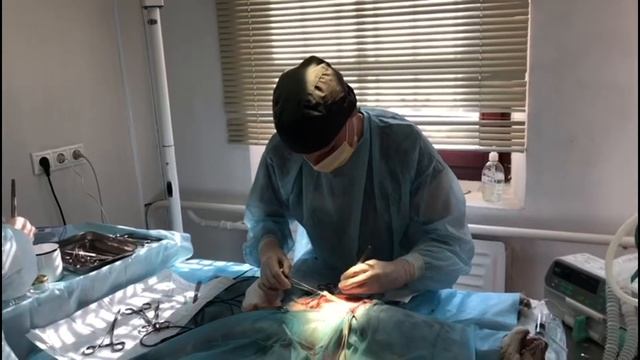 Ветклиника "Чеширский кот" смотреть онлайн