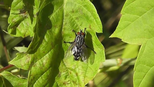 БИОСФЕРА: 151. Серая Мясная Муха (Sarcophaga carnaria) смотреть онлайн