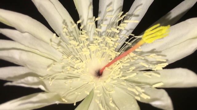 Kadupul Flower Blooming (Epiphyllum Oxypetalum) Sri Lanka ?? смотреть онлайн