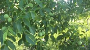 Роторная косилка 4 часть. Обгонная муфта