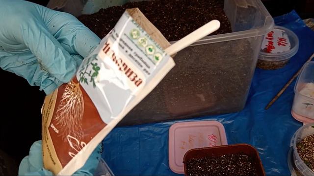 Посадка перца 26 февраль. смотреть онлайн