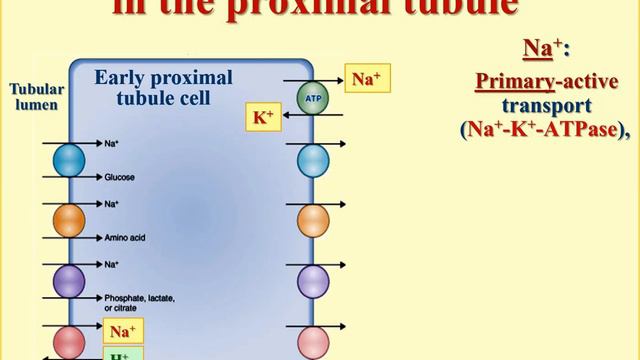 Physiology of kidney смотреть онлайн
