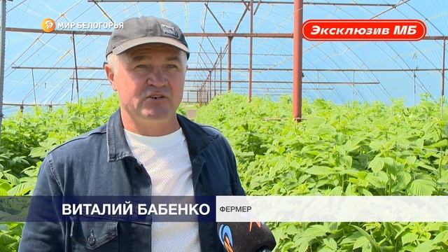 Как выращивают самую вкусную клубнику в Борисовке смотреть онлайн