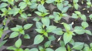 ЕСЛИ У ПЕРЦА ОПАДАЮТ СЕМЯДОЛЬНЫЕ ЛИСТЬЯ... Ольга Чернова.