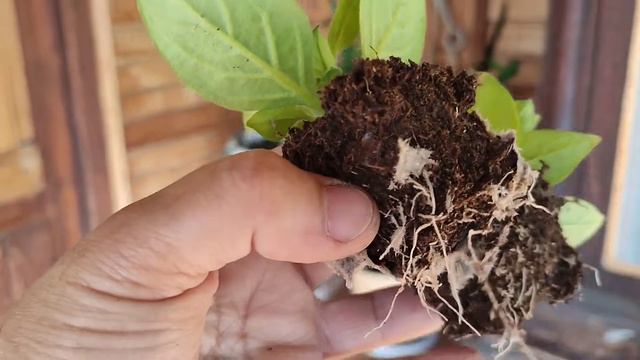 Вегетативное размножение. Результат