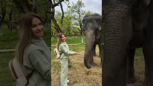 Прогулка в Парке Слонов возле 33 водопадов и чайных плантаций 🐘😍💙 смотреть онлайн