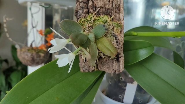 Aerangis fastuosa первое домашнее цветение. смотреть онлайн