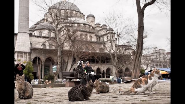 Gnossienne n. 1 ~ Erik Satie ~ Street cats of Istanbul (Clarinet) смотреть онлайн
