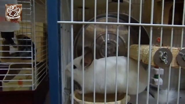 Самые смешные приколы с шиншилами для детей и взрослых Видео с животными смотреть онлайн