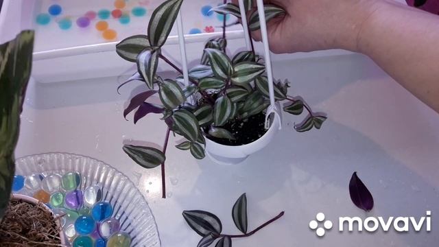 КОМНАТНЫЕ РАСТЕНИЯ(ЦВЕТЫ).ПОВЫШАЮ,ВЛАЖНОСТЬ ВОЗДУХА. смотреть онлайн