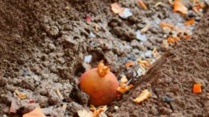 Как можно использовать мандариновые шкурки. Несколько ценных советов