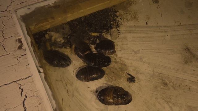 Монстролог Booktrailer смотреть онлайн