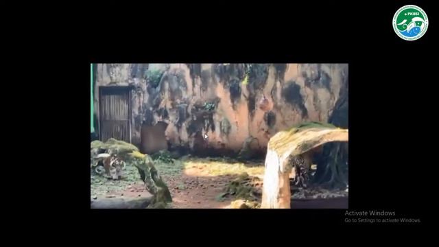 Tiger Husbandry смотреть онлайн