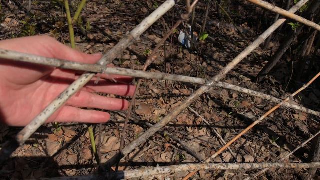 Подготавливаю клумбы. Белка пришла смотреть онлайн