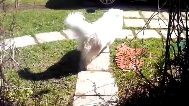 Самоед Лада-встречает) смотреть онлайн