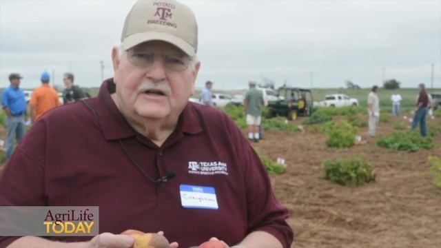 AgriLife Research putting designer potatoes on the menu смотреть онлайн