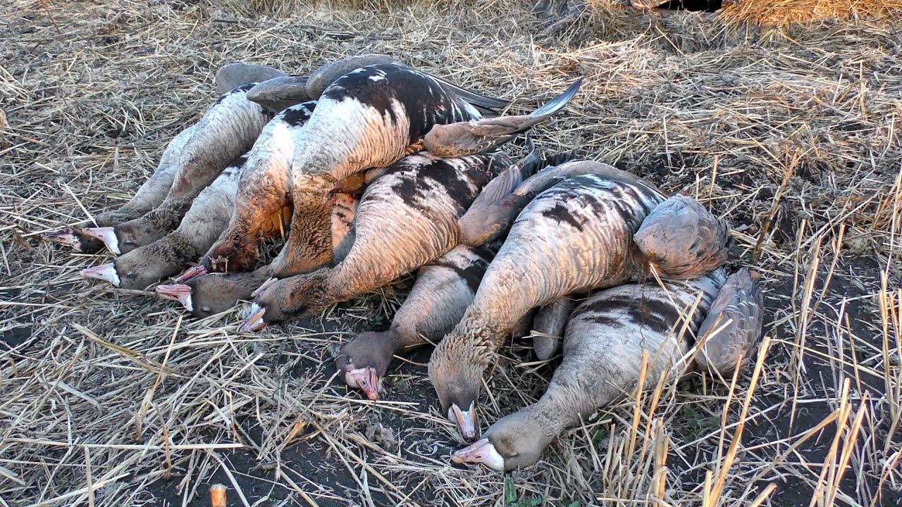 Весенняя охота на гуся в Сибири | Настреляли белолобых красавцев смотреть онлайн