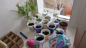 Рассада ГОРОШКА Букетный способ от Татьяны Щедриной Урожайный огород. Пробую первый раз