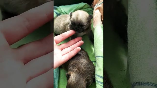 Это не шпицы, это бегемотики! #шпиц #щенкишпица #pomeranian #pomeranianpuppy #pom #померанец #пом смотреть онлайн