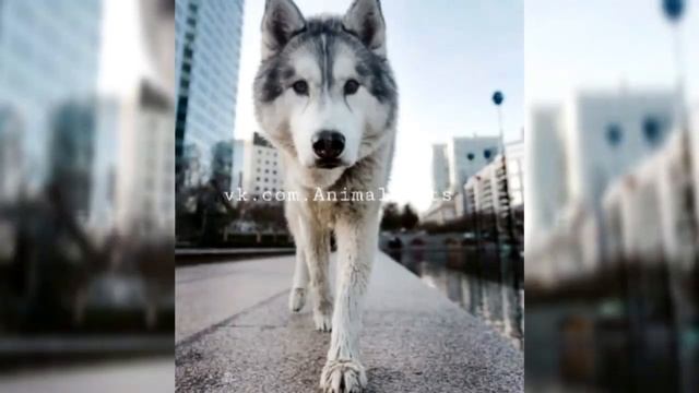 ??? ?????! Видео для любителей собак!? смотреть онлайн