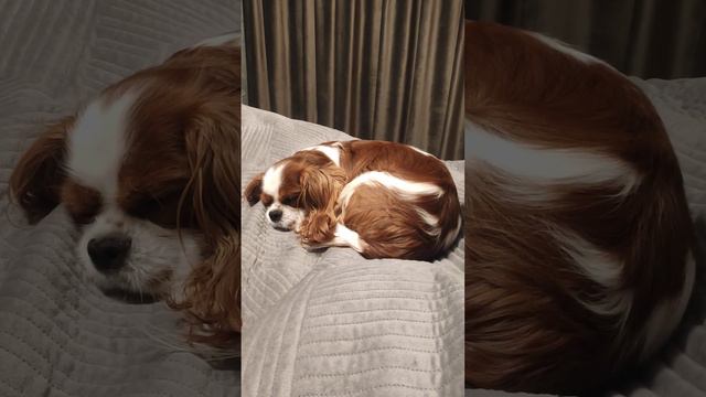 Ники заснул, а завтра утром едет в Вет госпиталь, сдавать анализ.. 🐶 смотреть онлайн