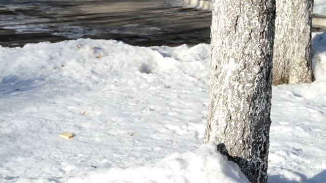 Воробьи кушают хлеб смотреть онлайн