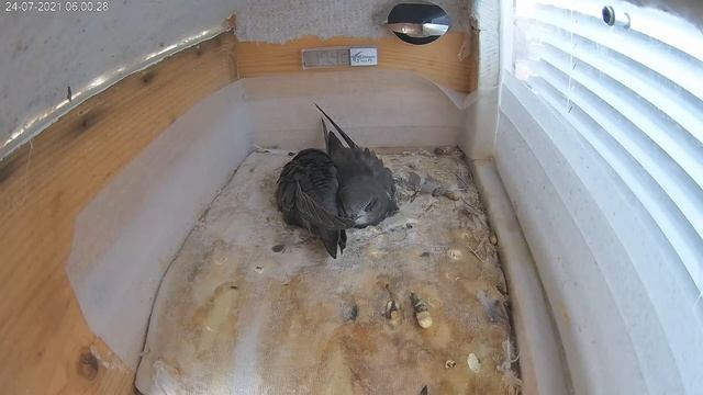 24.07.21.Стрижи. Птенцы 31-й день.