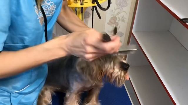Стрижка йоркширского терьера Grooming Yorkshire